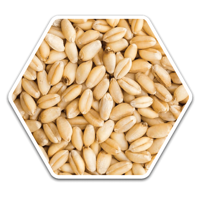 Wheat